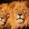 Lions Rule and I Do Too Mixed Media by Nancy Ayanna Wyatt Lions Rule and I Do Too Mixed Media by Nancy Ayanna Wyatt