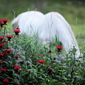 Lipizzan in the Bee Balm by Carien Schippers
