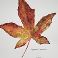 Liquidambar 3 - Watercolor Painting by Claudette Carlton Liquidambar 3 - Watercolor Painting by Claudette Carlton