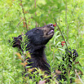 Little Berry Eater - Black Bear Yearling Photograph by Susan Rissi Tregoning Little Berry Eater - Black Bear Yearling Photograph by Susan Rissi Tregoning