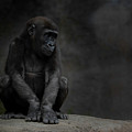 Little Chimp 4 Photograph by Larry Marshall Little Chimp 4 Photograph by Larry Marshall