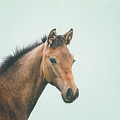 Little Rebel - Horse Art by Lisa Saint