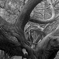 Little Talbot Island 1 Photograph by John Simmons Little Talbot Island 1 Photograph by John Simmons