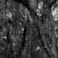 Live Oaks and Spanish Moss, St. Simons Park, St. Simons Island Photograph by John Simmons Live Oaks and Spanish Moss, St. Simons Park, St. Simons Island Photograph by John Simmons