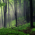 Living Forest Photograph by Evgeni Dinev Living Forest Photograph by Evgeni Dinev