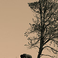 Lone Bison Photograph by Larry Bohlin Lone Bison Photograph by Larry Bohlin