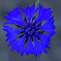 Lone Cornflower Photograph by Baggieoldboy Lone Cornflower Photograph by Baggieoldboy