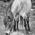 Lone Newfoundland Pony Black and White by Allan Van Gasbeck