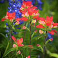 Lone Star Blooms Photograph by Inge Johnsson Lone Star Blooms Photograph by Inge Johnsson