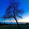 Lone Tree at Blue Hour Photograph by Lisa Pearlman Lone Tree at Blue Hour Photograph by Lisa Pearlman