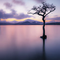 Lone tree dusk at Milarrochy Bay, Loch Lomond, Scotland Photograph by Neale And Judith Clark Lone tree dusk at Milarrochy Bay, Loch Lomond, Scotland Photograph by Neale And Judith Clark
