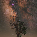 Lone Tree Photograph by Grant Twiss Lone Tree Photograph by Grant Twiss