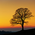 Lone Winter Tree At Sunset by Neale And Judith Clark Lone Winter Tree At Sunset by Neale And Judith Clark