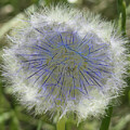 Lonely Dandelion In A Little Blue Mood  by Aleksandrs Drozdovs