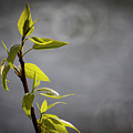 Lonely Photograph by Jim Whitley Lonely Photograph by Jim Whitley