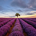 Lonely Tree in a Lavender Field at Sunset by Alexios Ntounas