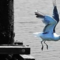 Long Beach Seagall by Fred Loring