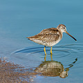 Long-Billed Dowitcher Probing in the Mud Photograph by Jeff Goulden Long-Billed Dowitcher Probing in the Mud Photograph by Jeff Goulden