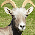 Long Horned Sheep Snacking by Beth Myer Photography