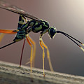 Long Legged Alien Photograph by Jennifer Robin Long Legged Alien Photograph by Jennifer Robin