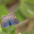 Long-tailed Blue Butterfly Close-up by Nancy Gleason