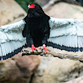 Look at My Wingspan Photograph by David Levin Look at My Wingspan Photograph by David Levin