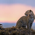 Look back for evening prey by Yoshiki Nakamura