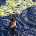 Look I have wings by Avenue Des Images