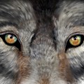 Look Into My Eyes Digital Art by Norman Klein Look Into My Eyes Digital Art by Norman Klein