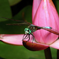 Look of a Dragonfly Photograph by Melissa Southern Look of a Dragonfly Photograph by Melissa Southern