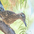 Looking For Snacks by Marilyn McFarlin