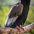 Looking Over My Shoulder Photograph by David Levin Looking Over My Shoulder Photograph by David Levin
