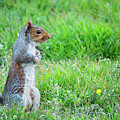 Lookout Squirrel with Buttercups by Rachel Morrison