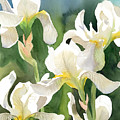 Loose Irises Painting by Espero Art Loose Irises Painting by Espero Art
