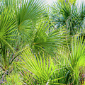 Lotsa Bright Palmettos by Ed Williams