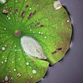 Lotus Photograph by Amanda Rimmer Lotus Photograph by Amanda Rimmer