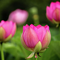 Lotus and friends Photograph by Robert Miller Lotus and friends Photograph by Robert Miller