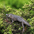 Lounging Lizard Photograph by Jennifer Robin Lounging Lizard Photograph by Jennifer Robin