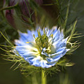 Love In The Mist Bloom And Bud by Joy Watson