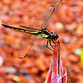 Lovely Dragonfly Photograph by Bill Barber Lovely Dragonfly Photograph by Bill Barber