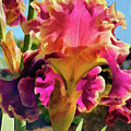 Lovely Iris Digital Art by Jeanette French Lovely Iris Digital Art by Jeanette French