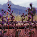 Lovely Lavender in Front Photograph by Go and Flow Photos Lovely Lavender in Front Photograph by Go and Flow Photos