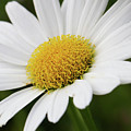 Loves Me Loves Me Not Photograph by Mary Anne Delgado Loves Me Loves Me Not Photograph by Mary Anne Delgado