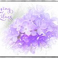 Loving Lilacs by Anita Pollak
