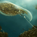 Loxophyllum attacked by Lacrymaria Digital Art by Kate Solbakk Loxophyllum attacked by Lacrymaria Digital Art by Kate Solbakk