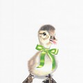 Lucky Ducky Drawing by Karrie J Butler Lucky Ducky Drawing by Karrie J Butler