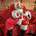 Lucy with Santa 2 Photograph by Christopher Holmes Lucy with Santa 2 Photograph by Christopher Holmes