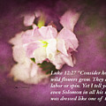 Luke 12 27 Bible Quote On Pink Flower by Colleen Cornelius