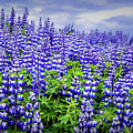 Lupine by Doug Sturgess