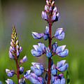 Lupine by Jim Miller